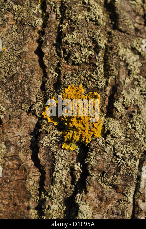 Yellow Lichen growing on Tree Stock Photo