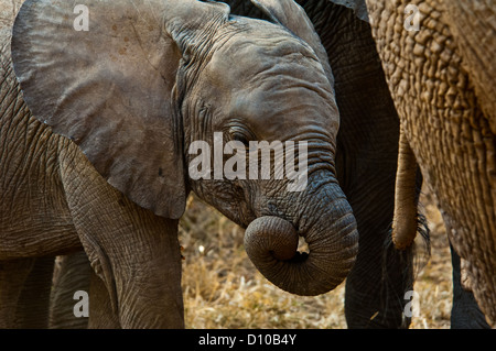 Baby African elephant (Loxodonta) at Lake Manyara Tanzania Africa Stock Photo