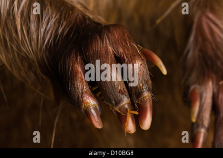 European Beaver,Casper fiber,close up of front claws Stock Photo