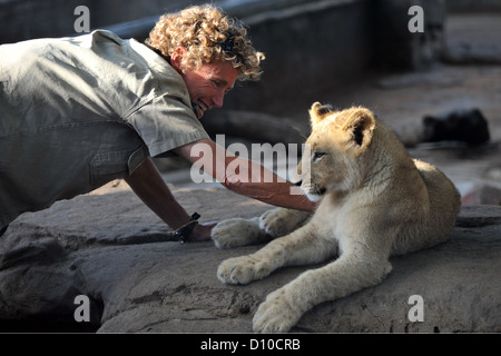 A lion cub being bred in captivity playing with one if its human keepers. Stock Photo