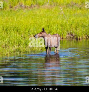 moose in Alaska Stock Photo