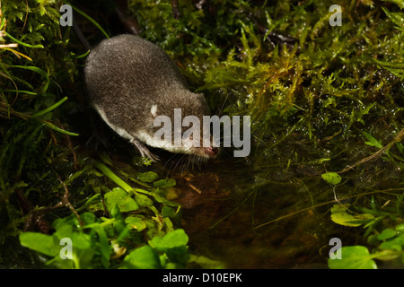 Eurasian water shrew (Neomys fodiens). Like many shrews, the water