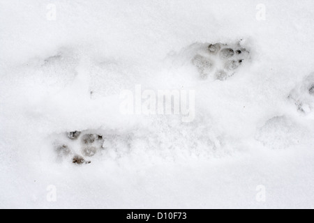 Dog tracks on the white snow closeup Stock Photo
