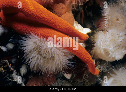 Close-up of Blood Star (Henrica leviuscula). Queen Charlotte Strait, British Columbia, Canada, North Pacific Ocean Stock Photo