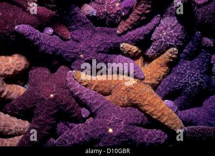 Ochre Sea Stars (Pisaster ochraceus) feeding on barnacles. Vancouver Island, British Columbia, Canada. North Pacific Ocean Stock Photo