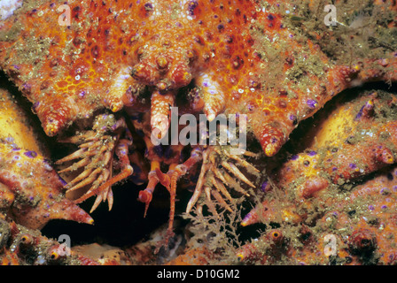 Close-up of Puget Sound King Crab (Lopholithodes mandtii). Queen Charlotte Strait, British Columbia, Canada, North Pacific Ocean Stock Photo