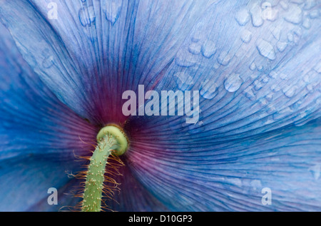 Rear view of flower of Meconosis 'Lingholm' with raindrops. Stock Photo