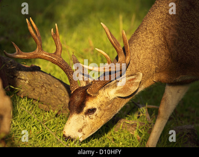 A trophy Black-tailed deer buck feeding in an autumn meadow. Stock Photo