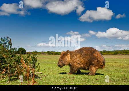 Wombat grazing at daytime. Stock Photo