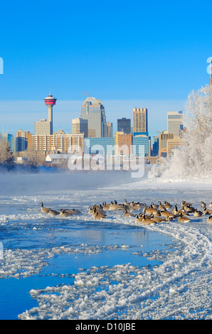 Bow river and city skyline Calgary Alberta Canada Stock Photo - Alamy