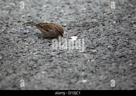 sparrow eat bread on ground Stock Photo