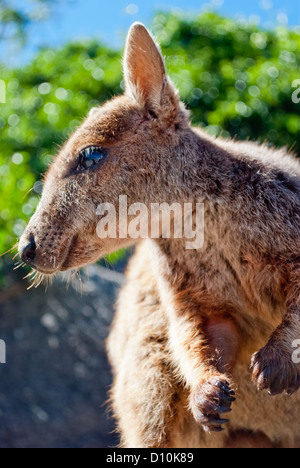 Rock wallaby, Magnetic Island, Australia Stock Photo