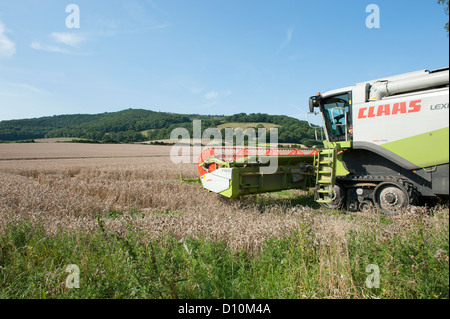 Combine harvesting in Hampshire, England, with a CLAAS Lexion 570 Terra-Trac with V900 Auto Contour Header Stock Photo