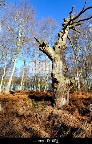 An old dead and decaying English oak tree in Sherwood forest during winter. Stock Photo