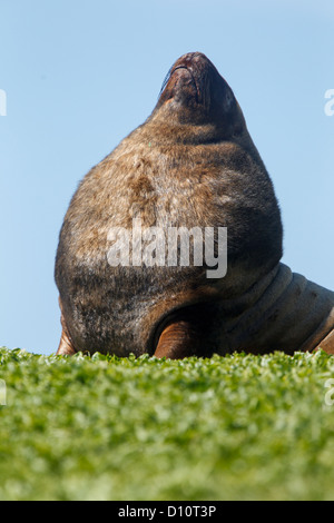 New Zealand sea lion (Phocarctos hookeri) also known as Hooker's sea lion at Campbell Island, Subantartic islands, New Zealand Stock Photo