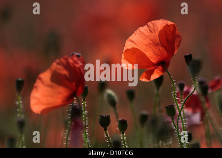 Poppies at the edge of an field near the village of Villars in Provence in southern France Stock Photo