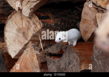 A short-tailed weasel, ermine or stoat searches for a meal in a pile of logs. Stock Photo