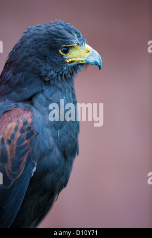 Close-up side view of a Harris' hawk (Parabuteo unicinctus) in a zoo Stock Photo