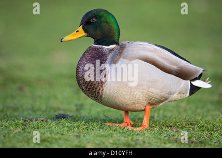 Close-up of a male mallard duck (Anas platyrhynchos), side on, in a grassy field Stock Photo