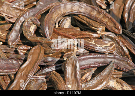 many carob dried Brown for sale to the fruit market Stock Photo