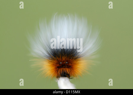 Garden Tiger Moth (Arctia caja) caterpillar showing defensive false eyes and face Stock Photo