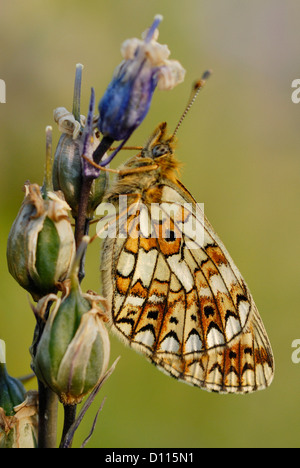 Small Pearl-bordered Fritillary (Boloria selene) on a bluebell seed head Stock Photo