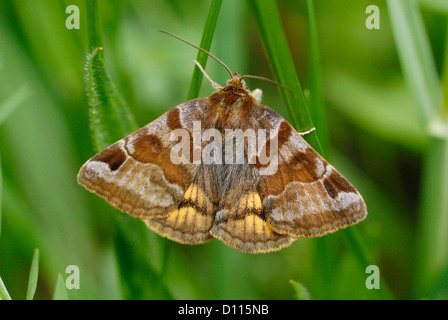 Burnet Companion moth (Euclidia glyphica) in a pyrenees meadow Stock Photo