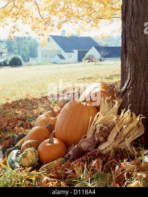GROUPING OF AUTUMN VEGETABLES AT BASE OF FARM TREE Stock Photo