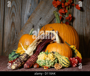 1970s AUTUMN STILL LIFE OF PUMPKINS CORN GOURDS AGAINST OLD BARN WOOD Stock Photo