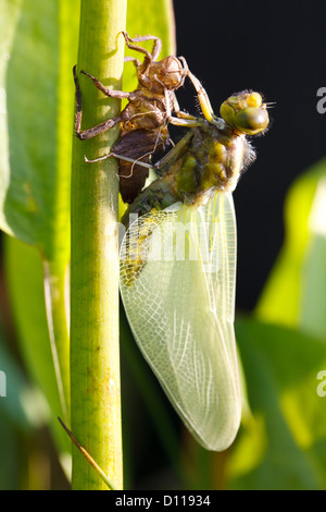 Broad-bodied Chaser Dragonfly (Libellula depressa). Newly emerged adult resting on it's exuvia. Shropshire, england. May. Stock Photo