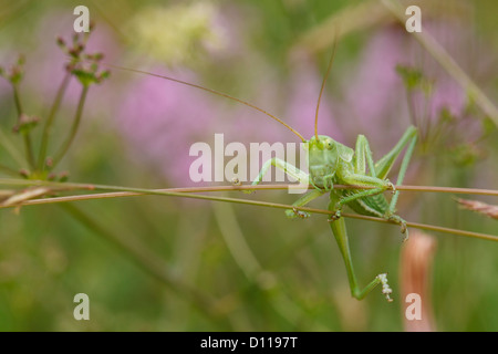 Large nymph of Great Green Bush Cricket (Tettigonia viridissima) climbing vegetation. On the Causse de Gramat, France. Stock Photo