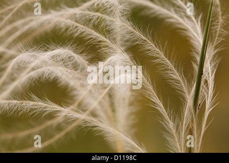 Close-up of the awns of Feather Grass (Stipa pennata). On the Causse de Gramat, Lot region, France. June Stock Photo