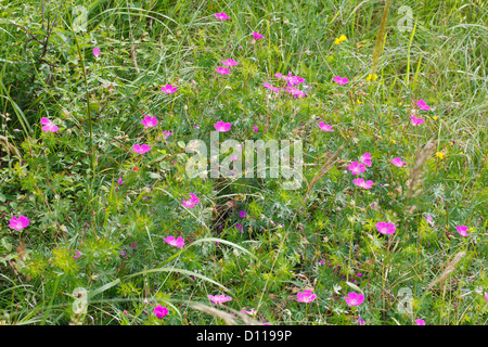 Bloody Cranesbill (Geranium sanguineum) flowering. On the Causse de Gramat, Lot region, France. June Stock Photo