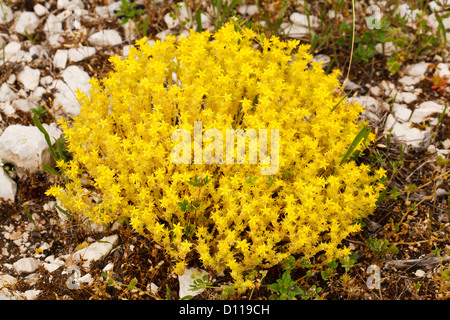 Biting Stonecrop (Sedum acre) flowering in limestone scree. On the Causse de Gramat, Lot region, France. June Stock Photo