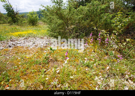 Flowering Red Helleborine (Cephalanthera rubra) flowering in scrubby limestone habitat with Junipers. France. Stock Photo