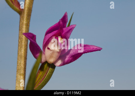 Flower of Red Helleborine (Cephalanthera rubra). On the Causse de Gramat, Lot region, France. June. Stock Photo