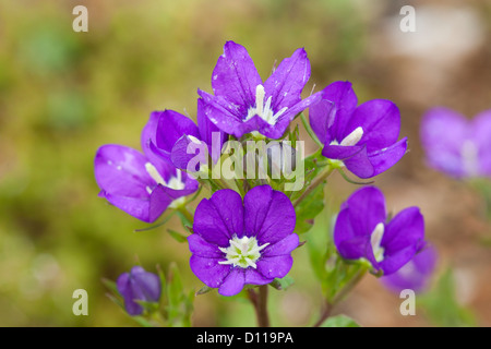 Flowers of Large-flowered Venus's Looking Glass (Legousia speculum-veneris). Growing on the edge of an arable field. France. Stock Photo