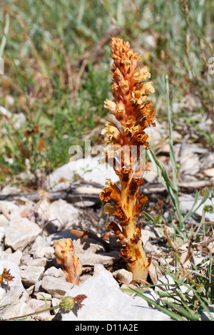 Thistle Broomrape (Orobanche reticulata) flowering. A Parasitic plant growing on Centaurea aspera in an Olive orchard. Provence. Stock Photo