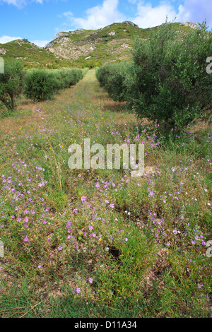 Wild flowers including Musk Mallow (Malva moschata) in an Olive (Olea europea) orchard. Chaîne des Alpilles, Provence, France. Stock Photo