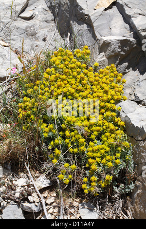 Felty Germander (Teucrium polium aureum) flowering in a limestone rock face. Chaîne des Alpilles, Provence, France. Stock Photo