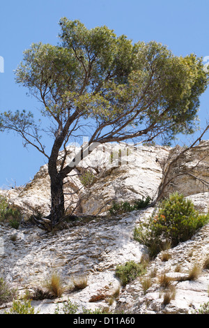 Aleppo Pine tree (Pinus halepensis) growing out of a limestone rock-face. Chaîne des Alpilles, Provence, France. Stock Photo