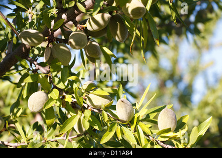 Almond (Prunus dulcis) fruit forming on trees in an orchard. Bouches-du-Rhône, Provence, France. June. Stock Photo