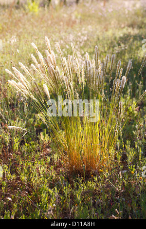 A clump of Hairy Melick grass (Melica ciliata) seeding in an olive orchard. Bouches-du-Rhône, Provence, France. June. Stock Photo