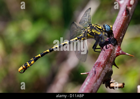Large Pincertail or Blue-eyed Hooktail Dragonfly (Onychogomphus uncatus). Stock Photo