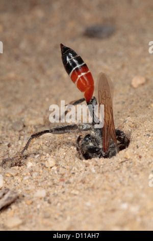 Female Digger Wasp (Prionyx kirbii) digging a nesting burrow. Chaîne des Alpilles, Bouches-du-Rhône, Provence, France. June. Stock Photo