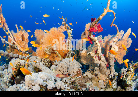 Typical Red Sea coral reef, Panorama Reef, Safaga, Egypt, Red Sea, Indian Ocean Stock Photo