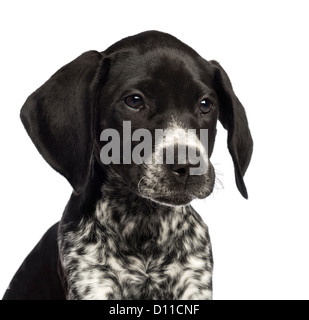 German Shorthaired Pointer, 10 weeks old, close up against white background Stock Photo