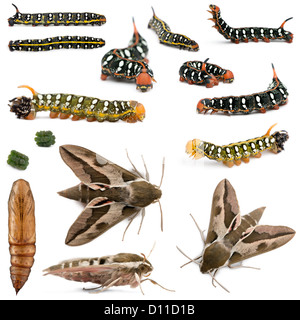 Life cycle of Spurge Hawk, Hyles Euphorbiae, caterpillar with cocoon and moth against white background Stock Photo