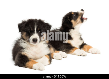 Two Australian Shepherd puppies, 2 months old, lying and barking with focus on foreground against white background Stock Photo