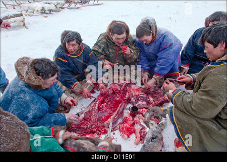 Feb. 28, 2004 - Russia - Nadymsky region of Yamalo-Nenets Autonomous Okrug,Russia.The Nentsy (also known as the Yurak) are one of five Samoyedic peoples, which also include the Entsy (Yenisei), Nganasany (Tavgi), Sel'kupy, and Kamas...Although many aspects of their lives have changed, the Nentsy still rely on their traditional way of life,which is hunting, reindeer herding, and fishing...Pictured: daily life of the nentsy. (Credit Image: © PhotoXpress/ZUMAPRESS.com) Stock Photo